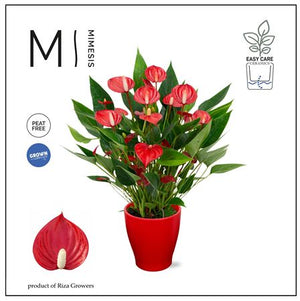 Red Anthurium ‘Million Flowers’ – 12cm Pot