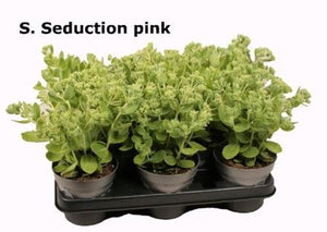 Pink Sedum ‘Pink Seduction’ – 12cm Pot