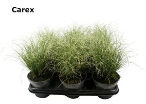 Carex Ornamental Grass – 12cm Pot, Approx. 25cm High