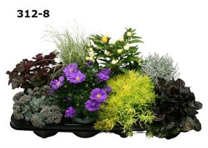 Autumn Garden Plant Mix – 12cm Pot