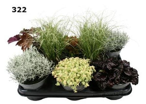 Autumn Mixed Perennial Plant – 12cm Pot