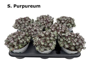 Purple Sedum (Sedum purpureum) – 12cm Pot