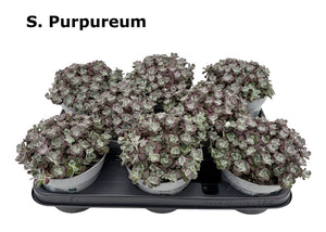 Purple Sedum (Sedum purpureum) – 12cm Pot