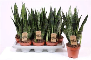 Black Coral Snake Plant (Sansevieria trifasciata) – 14cm Pot