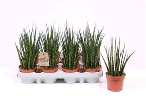 Mikado Sansevieria – 9cm Pot, 25cm High