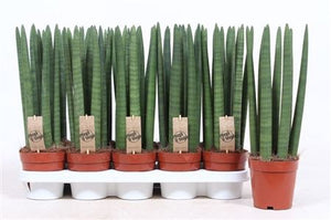 Cylindrical Snake Plant (Sansevieria cylindrica) – 12cm Pot