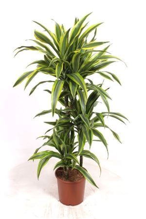 Lemon Lime Dragon Tree (Dracaena fragrans) – 21cm Pot, 120cm