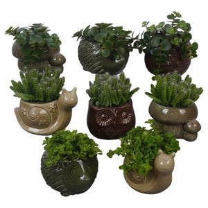 Autumn Indoor Plant Arrangement in Animal Pot – 12cm