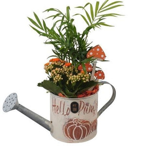 Autumn Indoor Plant Arrangement in Watering Can – 12cm Pot