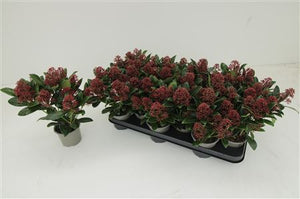Skimmia japonica 'Rubella' – 10.5cm Pot