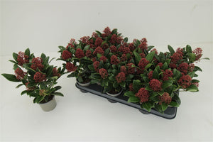 Japanese Skimmia japonica 'Rubella' – 10.5cm Pot