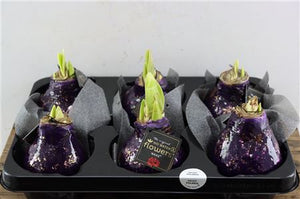 Purple Wax Amaryllis ‘Hippeastrum’ – 32cm