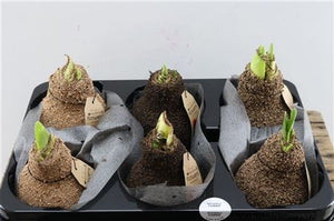 Natural Wax-Covered Cork Mix – 32cm