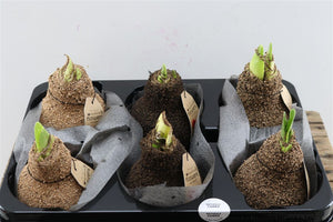 Natural Wax-Covered Cork Mix – 32cm