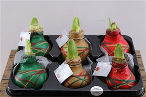 Waxed Hippeastrum ‘Saturnus’ Mixed Colours – 32cm
