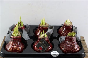 Purple Wax Amaryllis ‘Hippeastrum’ – 32cm