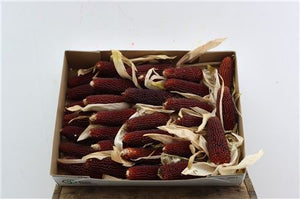 Red Maize Foliage (Zea mays)