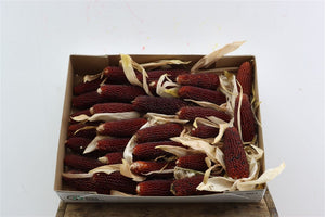 Red Maize Foliage (Zea mays)