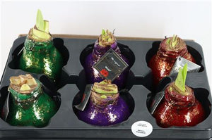 Waxed Hyacinth ‘Galaxy Polaris’ Mix – 20cm