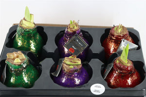 Waxed Hyacinth ‘Galaxy Polaris’ Mix – 20cm