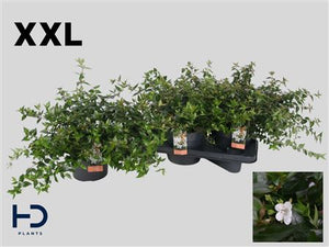 Abelia Grandiflora Garden Plant – 17cm Pot