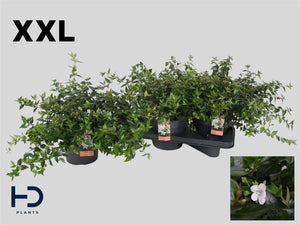 Abelia Grandiflora Garden Plant – 17cm Pot