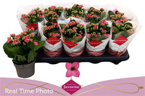 Pink Kalanchoe Houseplant – 10.5cm Pot