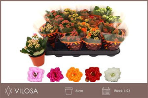 Mixed Kalanchoe Double – 8cm Pot