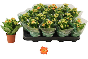 Orange Double Kalanchoe – 7cm Pot