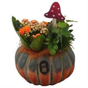 Autumn Indoor Plant Arrangement – 14cm Concrete Pot