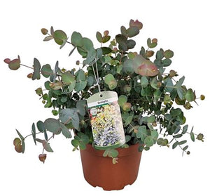 Eucalyptus ‘Silver Dollar’ – 19cm Pot, 45cm High