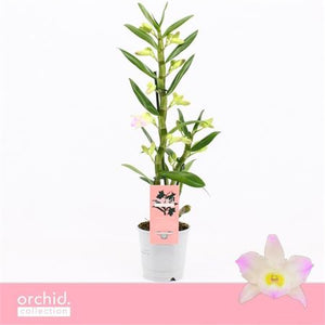 Peach and Pink Dendrobium Nobile Orchid – 12cm Pot