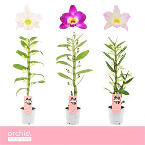 Mixed Dendrobium Nobile Orchid – 12cm Pot, 50cm Tall