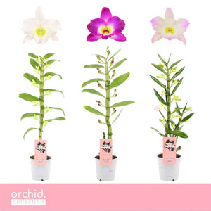Mixed Dendrobium Nobile Orchid – 12cm Pot, 50cm Tall