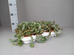 Hottentot Crassula (Crassula) – 9cm Pot