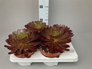 Semponium ‘Sienna’ – 15cm Pot