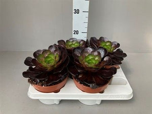 Semponium 'Destiny' – 15cm Pot