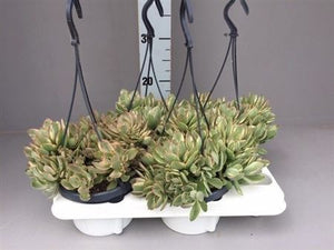 Variegated Crassula ‘Swaziensis’ – 14cm Pot