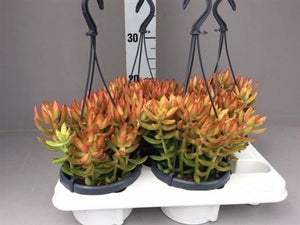 Coppertone Stonecrop (Sedum nussbaumerianum) – 14cm Pot