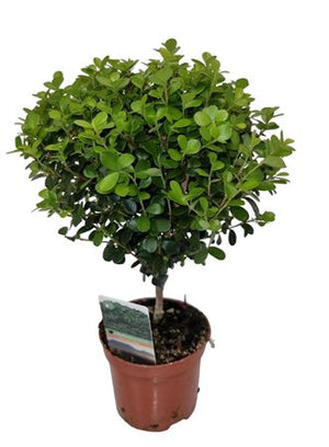 Myrsine africana Green Houseplant – 8cm Pot