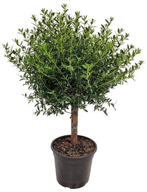 Common Myrtle (Myrtus communis) – 15cm Pot, 50cm High