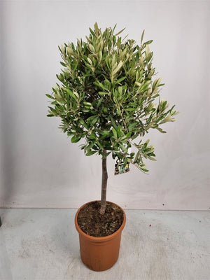 Olive Tree (Olea europaea) – 24cm Pot, 110cm High