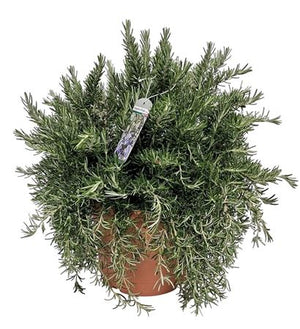 Prostrate Rosemary (Rosmarinus officinalis) – 24cm Pot