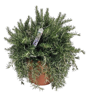 Prostrate Rosemary (Rosmarinus officinalis) – 24cm Pot