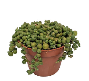 String of Pearls (Senecio rowleyanus) – 11cm Pot
