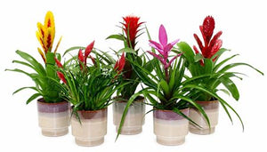 Mixed Bromeliad ‘Adventure’ in Edmunton Ceramic Pot – 13cm