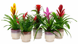 Mixed Bromeliad ‘Adventure’ in Edmunton Ceramic Pot – 13cm