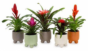 Mixed Bromeliad in Sienna Ceramic Pot – 10.5cm