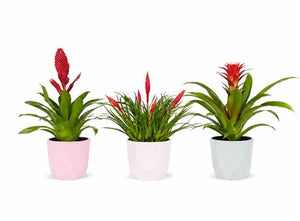 Mixed Bromeliad in Ceramic Pot – 12cm Pot