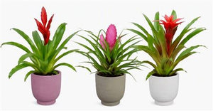 Mixed Bromeliad in Sienna Ceramic Pot – 10.5cm